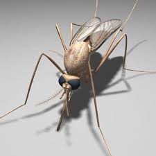 Mosquito Insect 3d Model 3d Model Insects 3d Model Mosquito