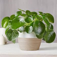Many indoor plants are believed to bring. 15 Best Houseplants You Can Buy Online Hgtv