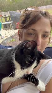 My 100% indoor car got out yesterday 4/7/2023 morning and he hasnt been  seen since. , I live in the plantation woods development in East Milton  near 87/90 and blackwater correctional, the neighborhood ...