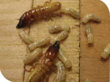 How do you get them? Verminexuae Termites