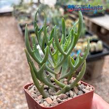 Image result for Kalanchoe laciniata