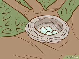 I found a premature baby bird falls of or dropped out from his nest, scared, hungry and desperate for food. How To Help A Baby Bird That Has Fallen Out Of A Nest 14 Steps