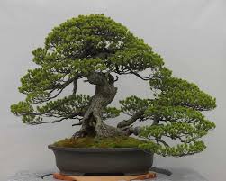 Click on image to see bonsaioutlet.com selection for outdoor trees. Care Guide For Pine Bonsai Species Pinus Bonsai Empire