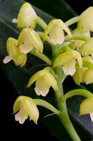 Image result for Polystachya adansoniae