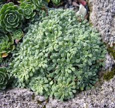 Image result for Galiniera saxifraga