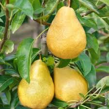 De la plantation à la récolte des fruits, voici comment entretenir le verger pour avoir de belles récoltes et éviter les maladies. Arbre Fruitier Conseils D Entretien