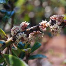 Image result for Rapanea