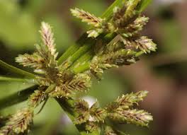 Image result for Pycreus flavescens