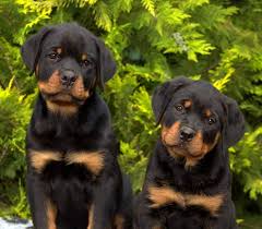 Kopek Dunyasi Adli Kullanicinin Rottweiler Panosundaki Pin 2020