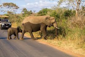 16 september at 00:09 ·. Kruger Nationalpark Sudafrika Tipps Safari Preise Mehr