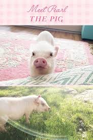 Up Close And Pearlsonal With Pearl The Pig Pet Pig Care Baby Pigs Pet Goat
