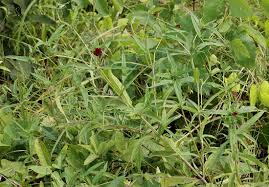 Image result for Aspilia kotschyi