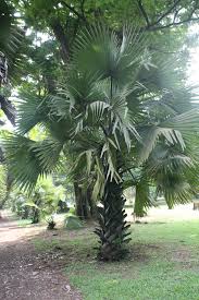 Image result for Borassus aethiopum