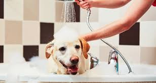 Generally, dogs benefit from a once a week bath. How Often Should I Bathe My Dog Petcoach