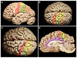 Image result for Parietal Lobe