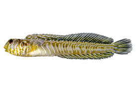 Image result for Brachyachne simonsii