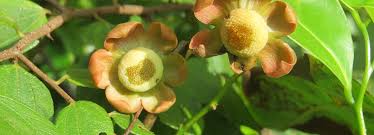 Image result for Uvaria