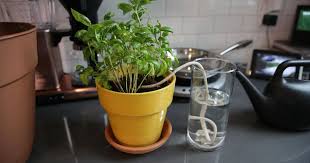 You should try to water your garden one time per week and give the plants one to two inches during this watering session. How To Water Your Plants While You Re Away Cnet