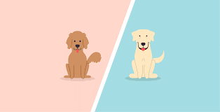 More images for golden retriever puppies vs labrador puppies » Golden Retriever Vs Labrador Retriever What S The Difference Dogbuddy Blog