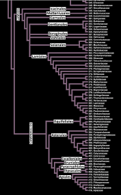 Image result for Thomandersiaceae