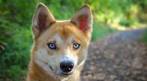 Shiba inu puppies are very intelligent, affectionate, and independent. Shiba Inu Siberian Husky Mix The Adorable Husky Inu