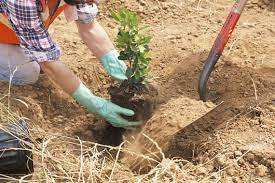 Spring and fall are ideal times to plant. 10 Tips For Planting Fruit Trees How To Plant A Fruit Tree Mamiverse