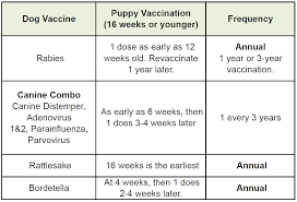 Dog Vaccination Schedule Examples And Forms