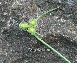 Image result for Fuirena ciliaris