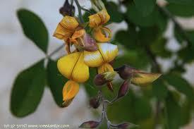 Image result for Crotalaria capensis