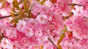 красивые картинки на рабочий стол компьютера на весь экран сакура Oboi Makro 2560x1440 Kartinki Foto Oboi Makro 2560x1440 Hd Skachat Oboi Vysokogo Kachestva