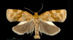 Image result for Archips rosanus