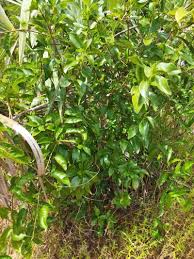 Image result for Coptosperma