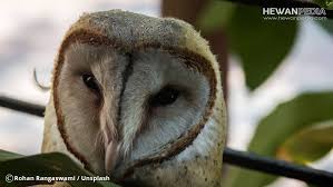 We did not find results for: 7 Cara Sukses Memelihara Burung Hantu Atau Owl Hewanpedia