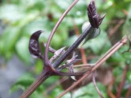 Image result for Clematis recta atropurpurea