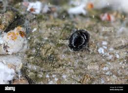 Image result for Polystachya macropoda