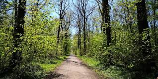 Das Oberholz Ab In Die Sommerfrische Henning Uhle Sommerfrische Sommer Nadelwald