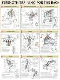 Exercising your back will improve muscle definition, posture and core strength, helping to prevent injury. Pin On Strength Training Fitness