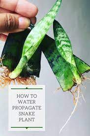How To Propagate Snake Plant Or Sansevieria In Water Snake Plant Propagation Sansevieria Plant Snake Plant Indoor