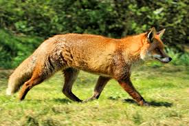 The red fox (vulpes vulpes) is the largest of the true foxes and one of the most widely distributed members of the order carnivora, being present across the entire northern hemisphere including most. Red Fox Wikipedia