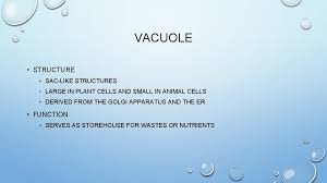 The golgi also has important functions in tagging vesicles with proteins and sugar molecules, which serve as identifiers for the vesicles so they can be delivered to the proper target. Cell Organelles Structure And Function Golgi Apparatus Structure
