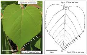 Image result for Nectaropetalum