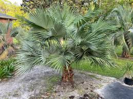 Image result for Brachystegia glaucescens