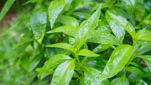 Namun hakikatnya, daun pegaga inilah mempunyai banyak khasiat yang amat menakjubkan. Manfaat Daun Sambiloto Yang Dipercaya Mampu Cegah Virus Corona