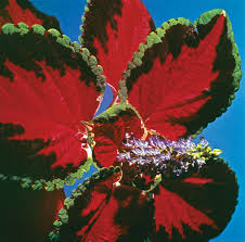 Image result for Coleus rhodesianum