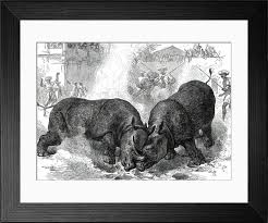 Heritage Images Print: Rhinoceros-Fighting at Baroda, 1876. Art Prints, Posters & Puzzles from Heritage Images