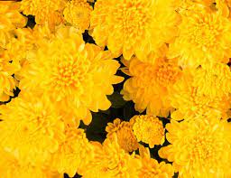 Mum Chrysanthemum X Morifolium Rhonda Yellow Lucas Greenhouses
