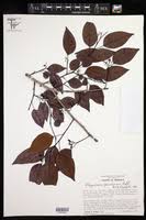 Image result for Maprounea