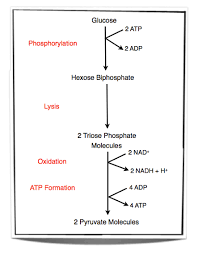 ib biology notes 8 1 cell respiration