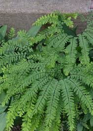 Adiantum Pedatum Maidenhair Fern Farne Garten Garten Und Winterhart