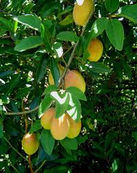 Image result for Adenia digitata